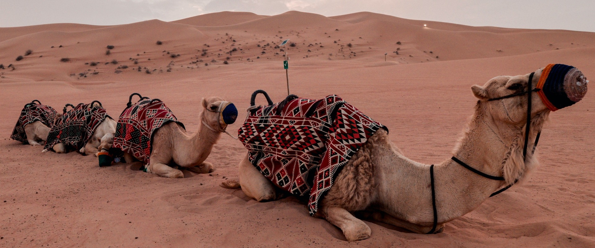 Dubai Desert Safari Tour